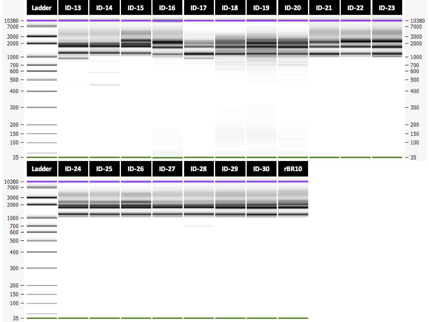 H3N2 viruses 19종의 RT-PCR product의 전기영동 결과