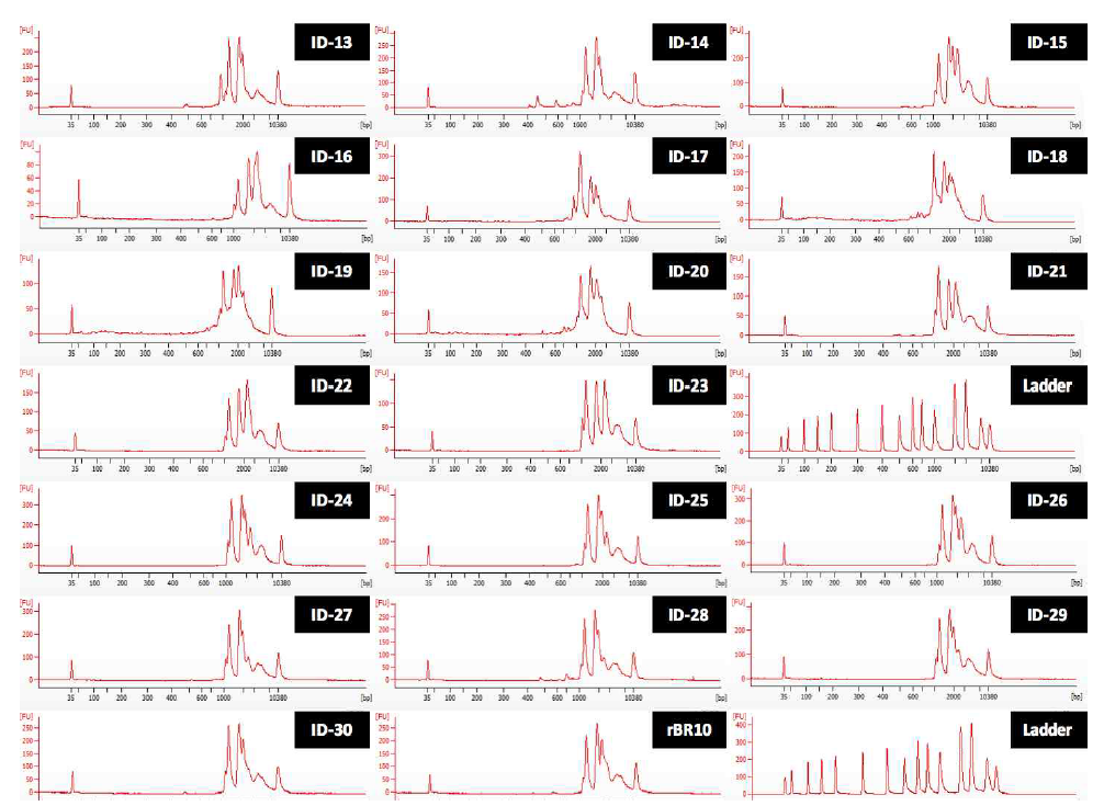 H3N2 viruses 19종의 RT-PCR product의 electropherogram 결과