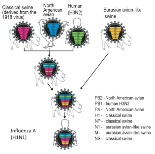 2009 신종 인플루엔자 H1N1 바이러스의 유전자 재조합, Influenza and Other Respiratory Viruses, 2011