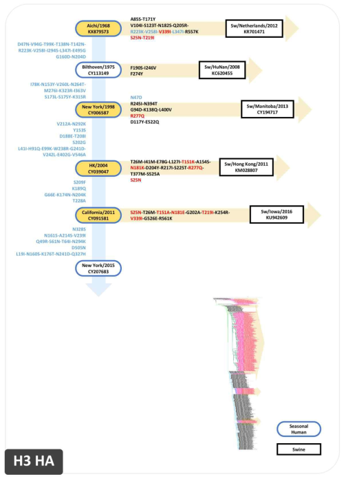 H3 HA 유전자의 MCC tree 기반의 돌연변이 지도