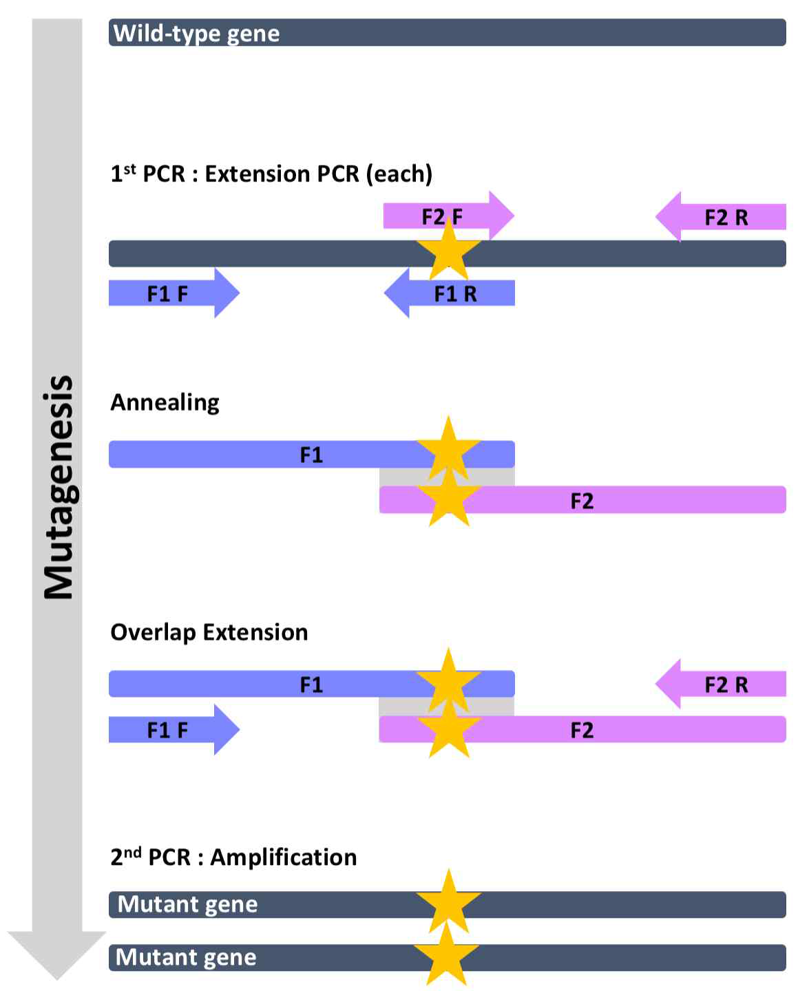 Overlap extension PCR을 이용한 mutagenesis 모식도