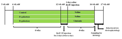 D-galactose를 이용한 연구 일정