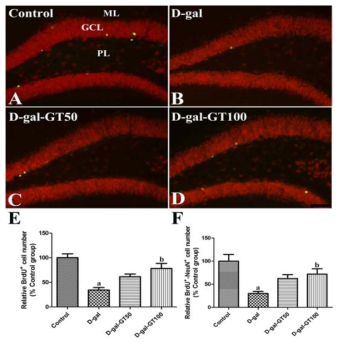 D-galactose 장기 투여에 의한 해마 dentate gyrus granular layer에서 BrdU incorporation을 줄이고 신경세포 성숙을 억제하나 진토닌은 투여 농도별로 방어함. 분열하는 세포 (BrdU incorporation)와 성숙한 신경세포 수 (NeuN+)를 증가시킴. BrdU와 NeuN+에 대한 면역 염색으로 검증함