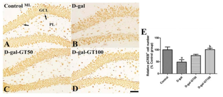 D-galactose 장기 투여에 의한 해마 dentate gyrus granular layer에서 pCREB으로 염색되는 세포수를 줄이나 진토닌은 투여 농도별로 인산화된 pCREB 신경세포 수를 증가시킴. pCREB에 대한 항체를 이용하여 pCREB으로 염색되는 신경세포 수를 검증함