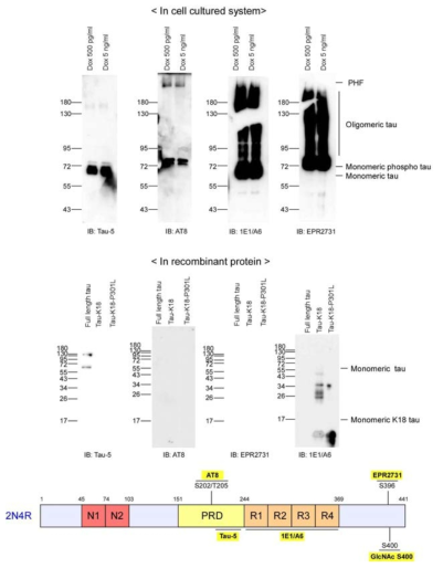 세포 내에서 생성된 타우 단백질과 정제된 타우 단백질을 이용하여 항체 특징을 조사하였음. 각각 붙을 수 있는 위치들을 일러스트를 통해 정리하였고 각기 다른 검출 한계와 특징들을 가진 다는 것을 확인하였음