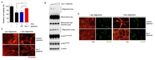 타우 단백질 소중합체의 독성효과와 이에 대해 타우 특이적 aptamer가 가지는 타우독성 감소효과의 확인. A. 타우 단백질의 소중합체를 증대시켜 세포 독성을 유발시킨 후, aptamer의 효과 조사. B. Rat Cortex의 초대 배양을 통해 세포를 추출한 후 소중합체를 전달시켜 aptamer의 효과를 보임. C,D. 랫드 대뇌 해마조직의 초대 배양을 통해 뉴런세포를 추출 한 후 소중합체를 전달시켜 세포 독성과 독성의 완화를 이미지로 보임