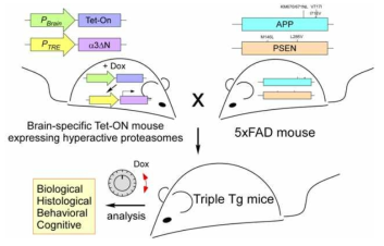 본 연구진이 제작한 고활성 프로테아좀 발현 Tg 마우스 (좌), 이들을 다양한 퇴행성뇌질환 모델 마우스와 교배시켜 독성단백질에 의한 신경독성 및 이들의 조절 방법에 대한 단서를 찾을 예정임