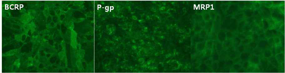 Efflux transporter인 BCRP, P-gp, MRP1 등 brain microvascular endothelial cell에 잘 발현되는 단백들의 존재를 면역염색법을 통해 확인