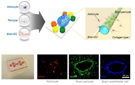 3차원 공배양을 통해 구현된 뇌혈관장벽(BBB) chip 의 사진 및 세포 이미지 (red: 성상교세포, green: 혈관주위세포, blue: 뇌혈관세포)