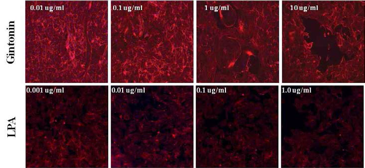 BBB를 구성하는 사람 뇌혈관 내피세포 (human primary brain endothelial cells, HBVECs)에 진토닌 혹은 LPA C18:1을 처리 (1 h)할 경우 세포 형태 변화를 유도하여 세포간 결합을 느슨하게 하여 세포 사이에 빈 공간이 생기게 함을 보여줌