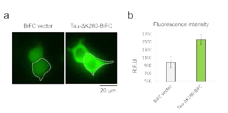 Tau δK280-BiFC 시스템 발현 확인