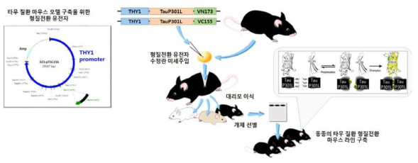 타우-BiFC 생쥐 모델 개체 수 확보