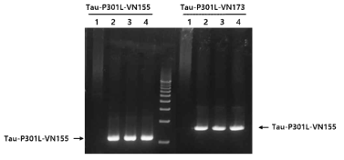 Geneotyping을 통한 double tg tau-BiFC 생쥐 확인