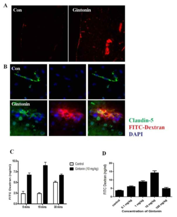 (A) 진토닌은 10 kDa-FITC Dextran과 함께 15분 동안 iv 주입하고 ice-cold PBS로 perfusion함. (B) 마우스 뇌 section에서 anti-Claudin 5 (Green)으로 염색하였음. (C) 진토닌을 10 kDa FITC-Dextran과 함께 주입한 후 시간별 FITC-dextran 축적. (D) 마우스에 다양한 농도의 진토닌을 주입한 후 15분 후에 뇌에 축적된 10 kDa FITC-Dextran을 fluometry를 이용하여 정량함