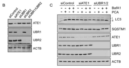 헬라 세포에 si-RNA를 처리하여 N-말단법칙의 구성요소들을 낙다운시킨 후 Bafilomycin A1과 PCA를 처리하여 자식작용 표지자 및 N-말단법칙 구성요소들의 단백질 변화를 확인함