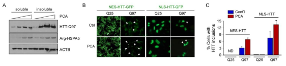 헬라 세포주를 기반으로 한 헌팅틴 단백질 발현세포주를 이용하여 PCA 처리 후 단백질 엉김현상을 확인
