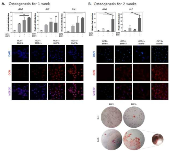 각각 1주 및 2주 동안 골 분화 배지로 세포 배양 후 골 특이적 성향 확인