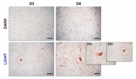 BMP4의 CRISPR activation 후 Alizarin Red S Staining을 통한 골세포 분화의 확인