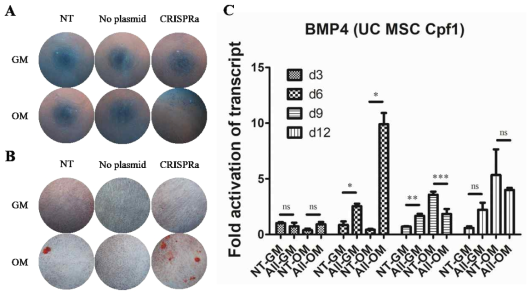 제대혈 줄기세포(Umbilical-Cord Mesenchymal Stem Cells)에서의 dCpf1-VPR에 의한 세포 내 BMP4 유전자 활성화 효과