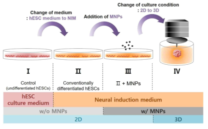 기존의 분화 방식에서부터 3차원 응집체까지 신경세포 분화를 위한 실험군 모식도