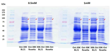 대장균주 및 30Kc19의 결합 부위, IPTG처리 농도가 Oct4-30Kc19 단백질 발현량에 미치는 영향