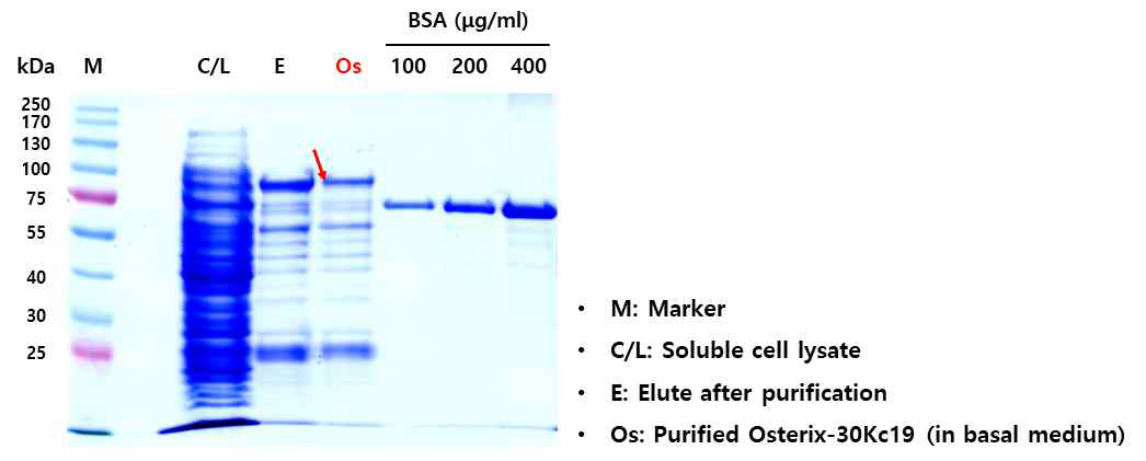불용성 Osterix-30Kc19 단백질의 발현 및 변성 후 재접힘을 통한 수용화