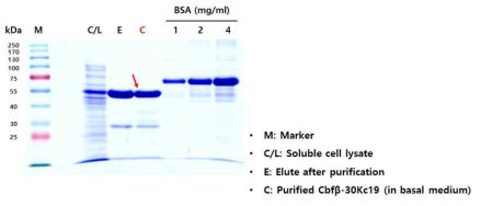 수용성 Cbfβ-30Kc19 단백질의 대량 생산
