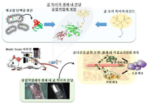 단백질 전달 시스템을 이용한 생체 내 골 특이적 직접교차분화 기반 골다공증 치료 기술 개발의 연구개념도