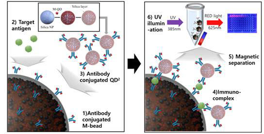 다중 양자점 나노구조체와 자성구조체를 이용한 생체분자 검출 시스템 모식도