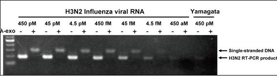 인플루엔자 바이러스 RNA 양에 따른 RT-PCR 산물, 단일가닥 DNA 감소