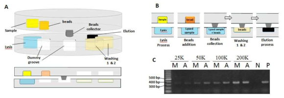 (A) DNA 분리칩 (B) DNA 분리과정 (C) 분리 결과 검증. 수동(M)으로 한 것과 칩을 이용하여 자동(A)으로 분리 했을때의 결과를 젤 전기영동을 이용하여 검증