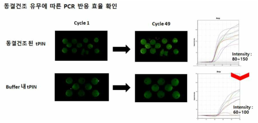 동결건조 유무에 따른 PCR amplification intensity 차이