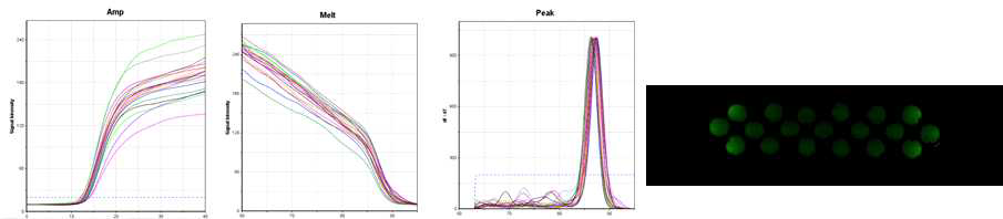 tPIN 입자의 qPCR 안정성 실험 결과