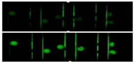 일반 카메라를 사용한 qPCR 시스템