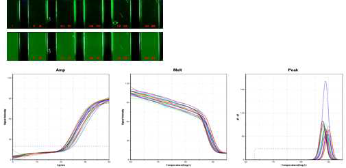 개발된 2차 시제품을 사용한 solution 상의 qPCR 확인