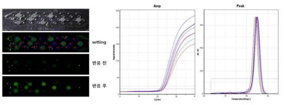 pillar type chip을 사용한 다중입자 증폭 확인