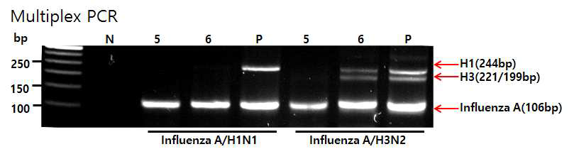 multiplex PCR with direct PCR buffer. N; 음성반응, 5;Nanohelix direct RT-PCR, 6; Terra PCR direct buffer. P; 인플루엔자 A RNA prep sample