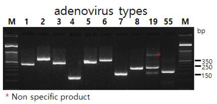 conventional PCR. 1; 혈청형1, 2;혈청형2, 3;혈청형3, 4; 혈청형4, 5;혈청형5, 6;혈청형6, 7;혈청형7, 8;혈청형8, 19;혈청형19, 55;혈청형55, M; 50bp size marker