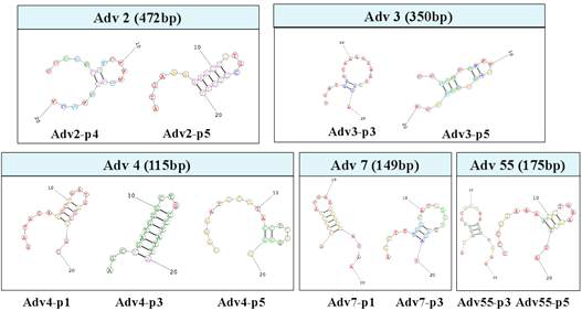2차 구조를 근거로 선별한 아데노 바이러스 진단용 프로브 구조