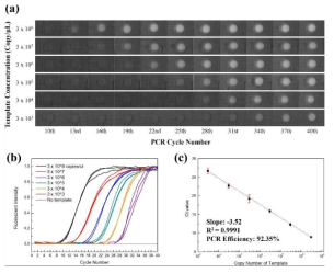 sPIN 입자의 PCR 안정성과 효율