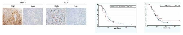 PD-L1가 CD8TIL 염색과 생존곡선 (PD-L1 및 CD8TIL에 따른 생존률에 유의한 차이는 없었음)