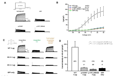 돌연변이 KCNQ4의 전기생리적 활성도 측정