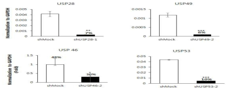 중간엽 줄기세포에서 lentiviral shRNA virus infection에 의한 유전자 발현의 감소