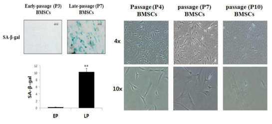 골수 유래 중간엽 줄기세포의 노화정도, 크기 및 모양 확인