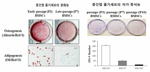 골수 유래 중간엽 줄기세포의 다분화능 및 자가 증식능 확인