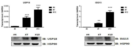 중간엽 줄기세포의 노화에 따라 증가하는 USP18과 ISG15의 발현