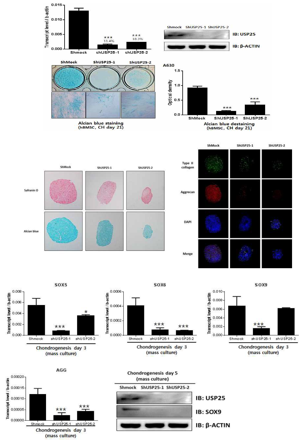 USP25 발현억제에 의한 감소된 연골 분화능