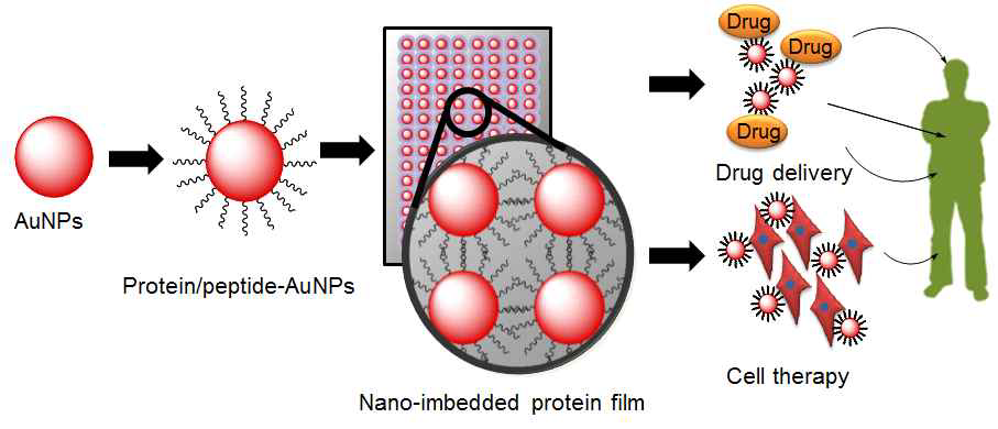나노물질을 이용한 protein film 제작 및 생물학적 응용