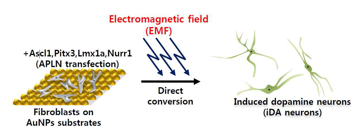 전자기파가 융합된 금 나노물질을 통한 Fibroblast의 세포 직접교차분화 리프로그래밍