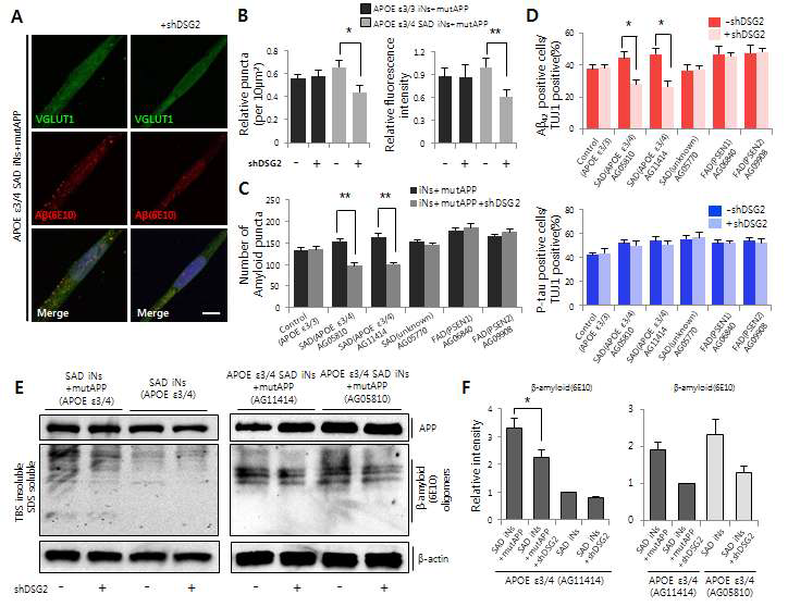 APOE3/4 타입의 환자 유도 알츠하이머 신경세포에서 DSG2의 Knock-down을 통하여 알츠하이머 관련 발병 유전자의 Protein 및 mRNA 발현량 분석